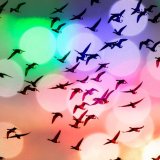 A day by the river - flight of birds