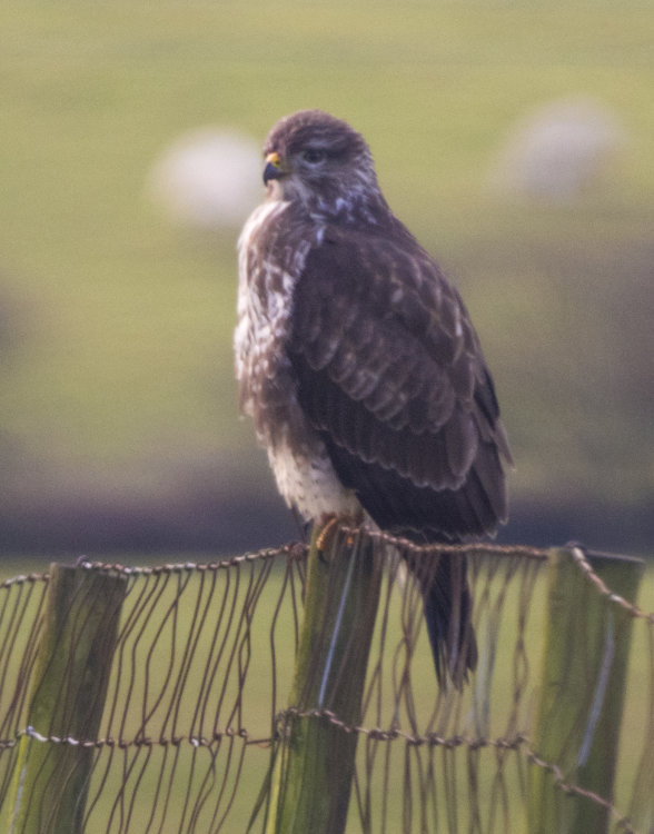 Buzzard