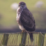 Buzzard