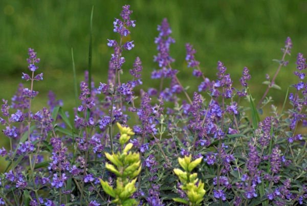 CatNip