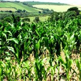 Cornfields Cornwall