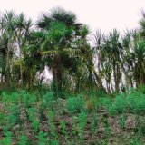 Palms in Cornwall
