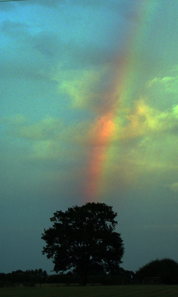 Rainbow - That tree again