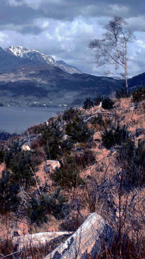 The banks of Loch lomond