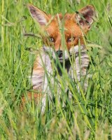 Fox at my garden looking at me looking at him