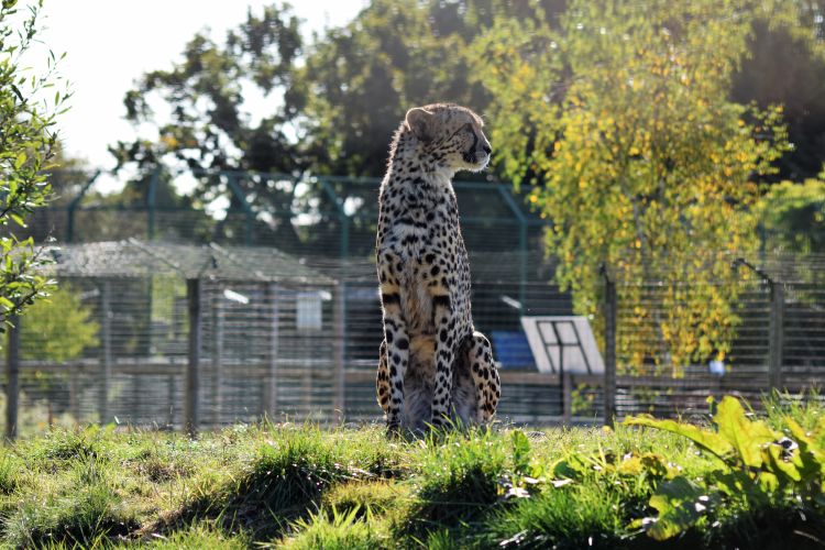 Hello Keene - Cheetah