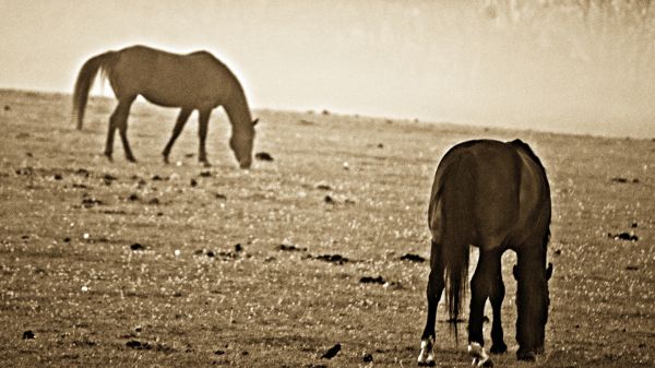 Early morning grazing