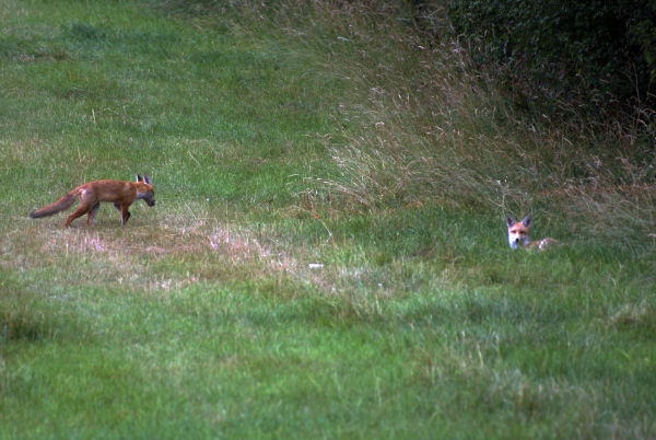 Foxes