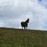 Horse in field