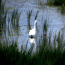 Little Egret
