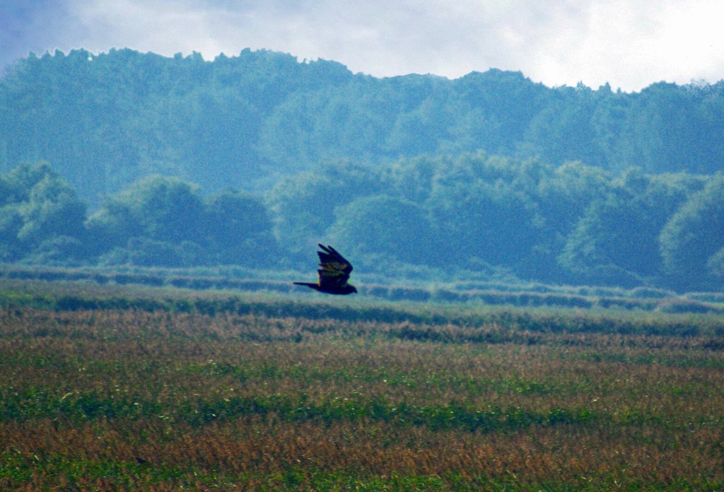 Marsh Harrier