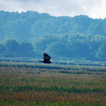 Marsh Harrier