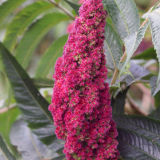 My garden butterfly bush