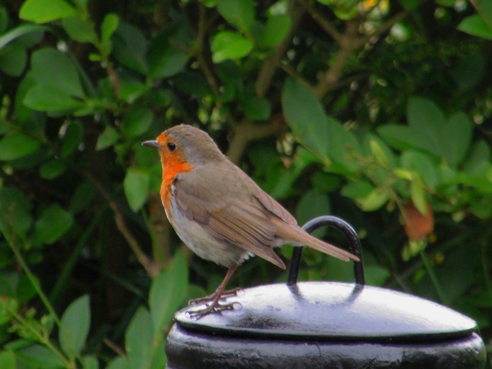 Robin my garden companion