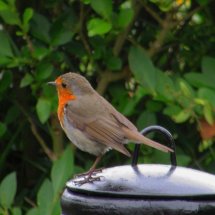 Robin my garden companion