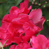 Rose garden