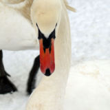 Swan against a white snowy background