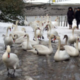 Swans
