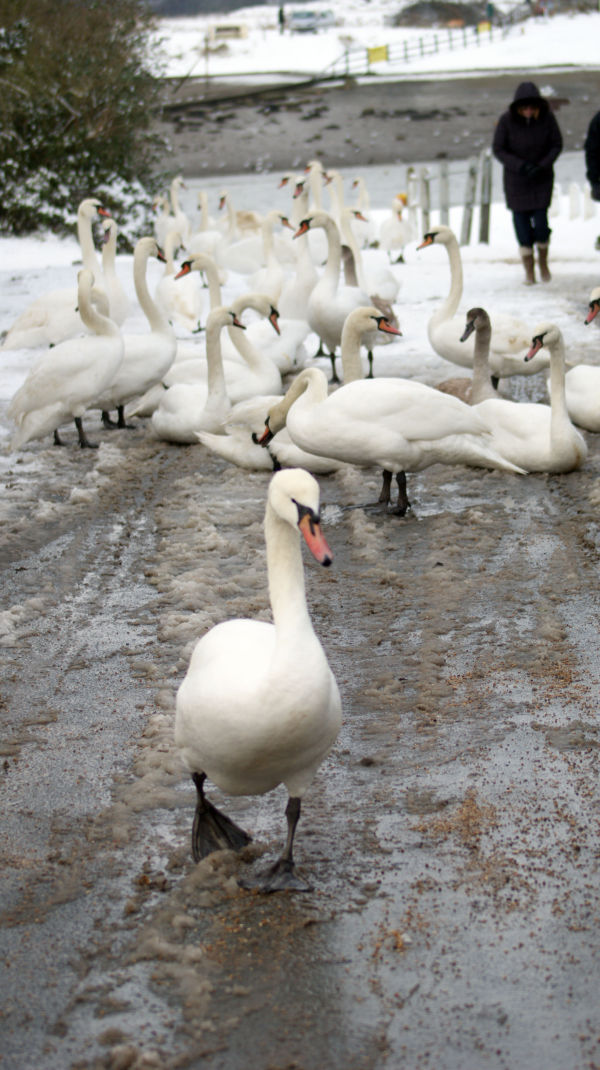 Swan