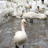 Swan