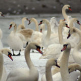 Swans by the river