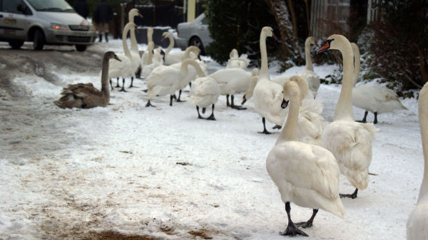Swans on the road
