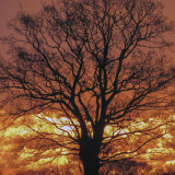 The red tree