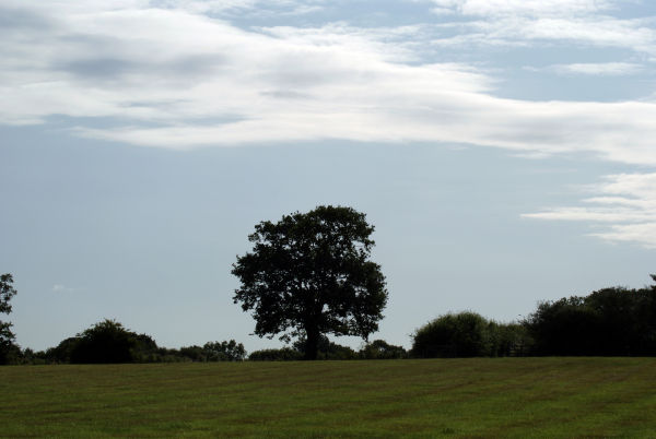The tree - view from my garden