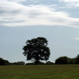 The tree - view from my garden