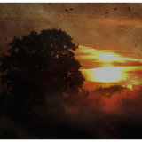 Tree of Hullbridge