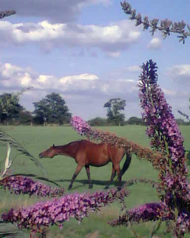 View from my garden