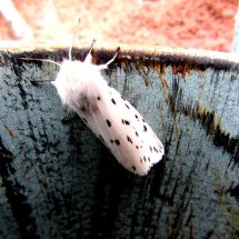 White Ermine in my garden