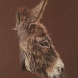 'Donkey Sanctuary' Print For Sale - IMG0027 size A4 - £25 Greetings card - £2