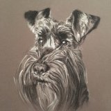 'Bristly Whiskers' Framed Original For Sale - IMG0030 size A4 - £80