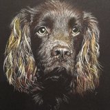 'Velvet' Framed Original For Sale - IMG0032 size A4 - £190