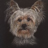 'Yorkie' Print For Sale - IMG0047 size A4 - £25