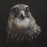 'Peregrine Falcon' Framed Original For Sale - IMG0048 size A4 - £120