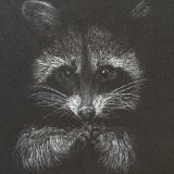 'Masked Bandit' Framed Original For Sale - IMG0050 size A4 - £90