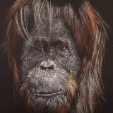 'Under Threat' Print For Sale - IMG0002 size A3 - £35 Greetings card - £2