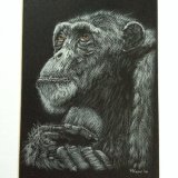 'Elder' Framed Original For Sale - IMG0016 size 24x29cm - £80