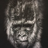 'Silverback' Print For Sale - IMG0008 size A3 - £35.Greetings card - £2