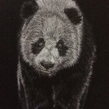 'Panda Eyes' Print For Sale - IMG0014 size A4 - £25
