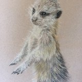 'Lookout' Print For Sale - IMG0026 - A4 - £25 Greetings card - £2