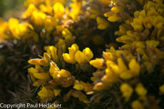 Cornwall-11