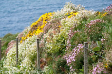 Cornwall-13