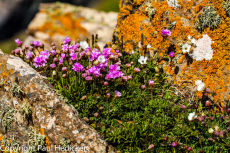 Cornwall-24