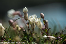 Cornwall-25