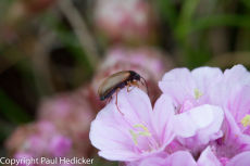 Cornwall-2