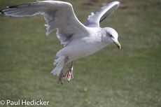 IMG 0465