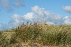 Gunwalloe
